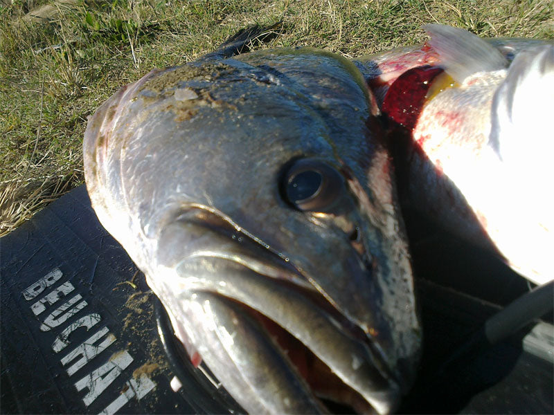 Mulloway (soapie's)