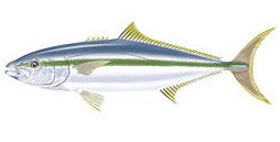 Species Profile – Yellowtail Kingfish - Seriola lalandi Grandis