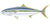 Species Profile – Yellowtail Kingfish - Seriola lalandi Grandis