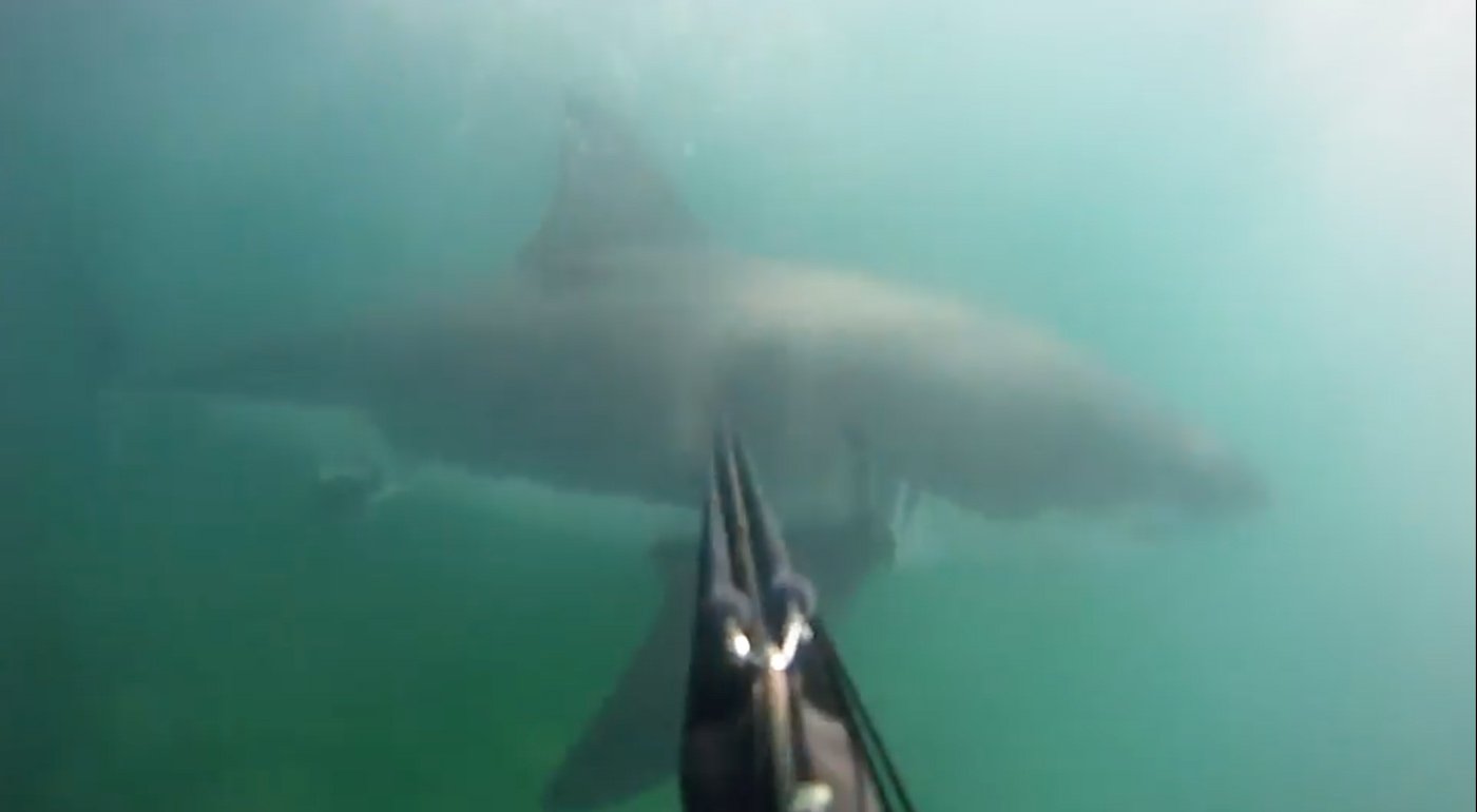 Great White Shark Attack Caught On GoPro