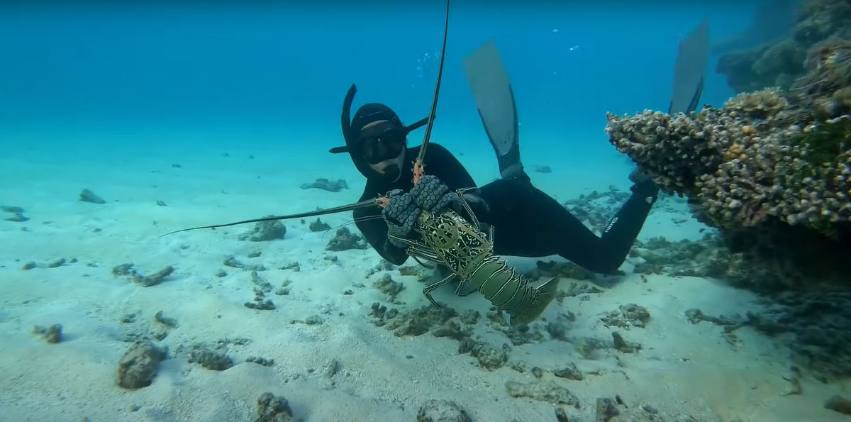 spearfisher hunting crayfish