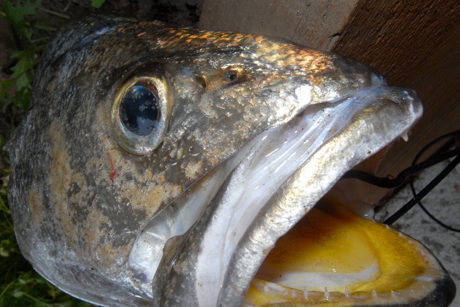 Chasing Mulloway in Dirty Wash
