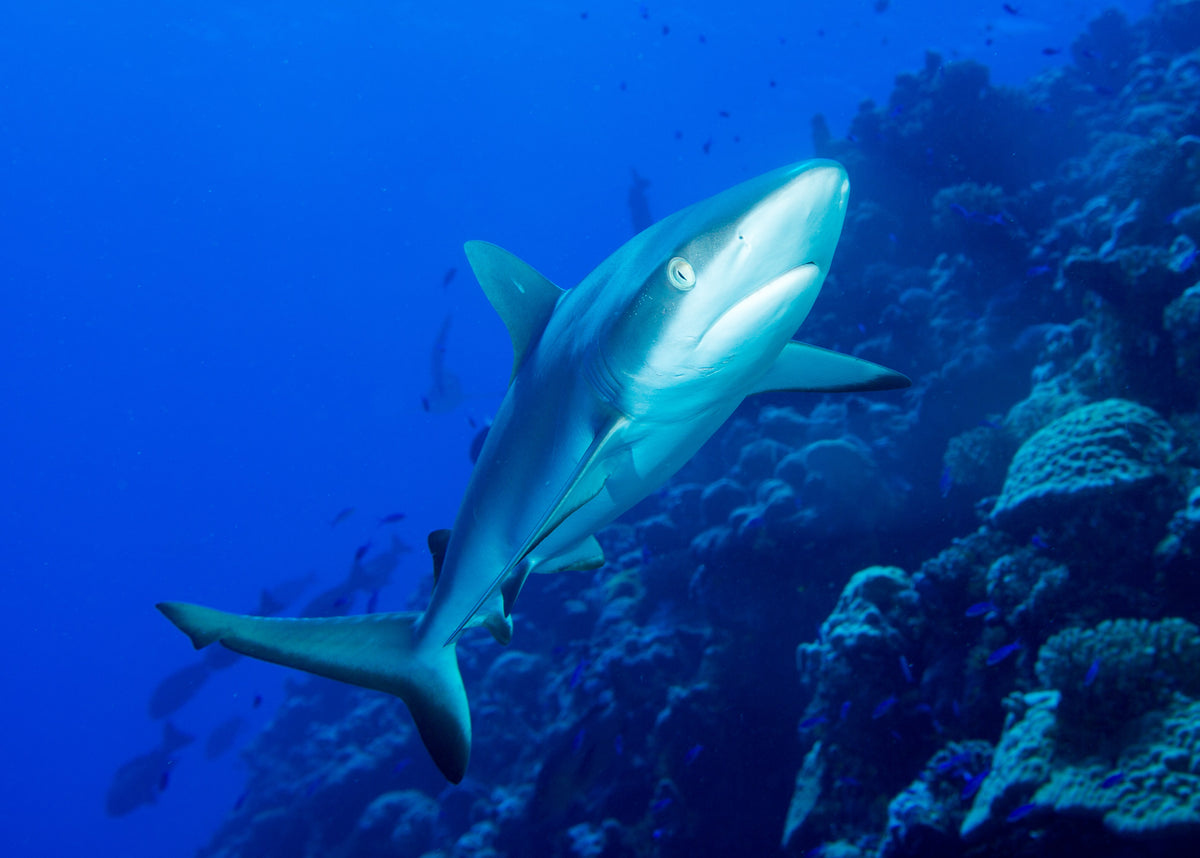 Letters to Noob Spearo: Reef Sharks - Lucinda