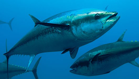 Food for thought....The state of our worlds fisheries