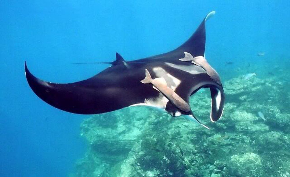 All About Manta Rays