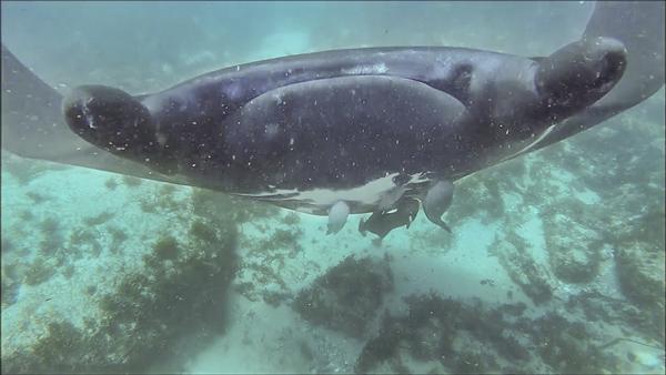 Early season Manta Ray Fun on Straddie
