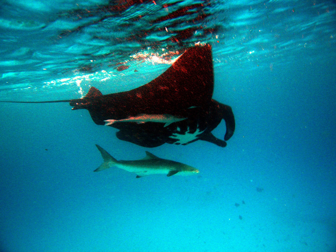 Meet Taurus the Manta Ray