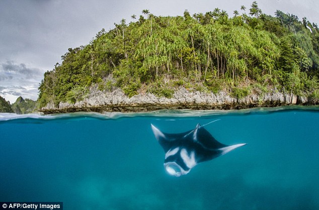 Manta Rays Protected as "they are worth more alive than dead"