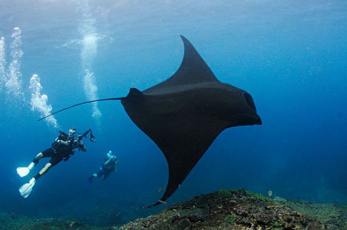 Diving at Manta Point/Nusa Penida