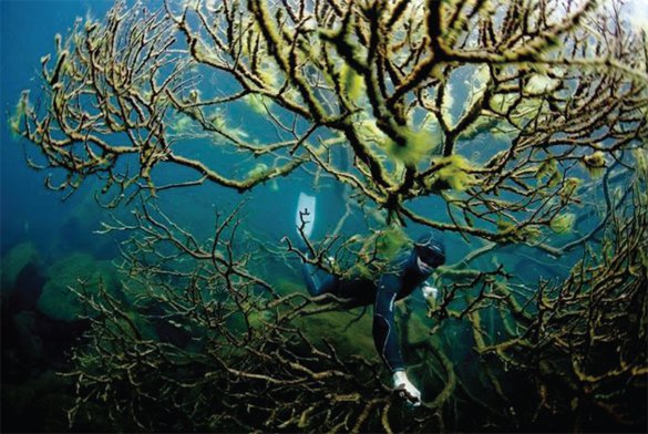 Spearfishing NZ Newsletter – Issue 84