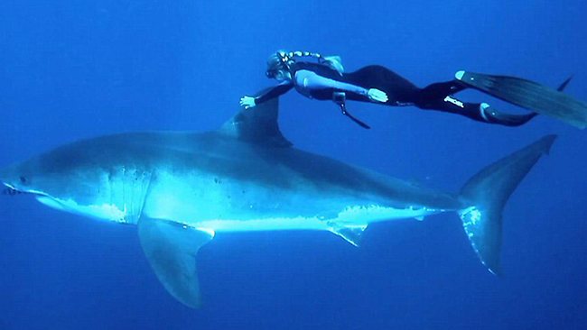 Ocean Ramsay Rides Great White Shark - Good or Bad?