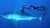 Ocean Ramsay Rides Great White Shark - Good or Bad?