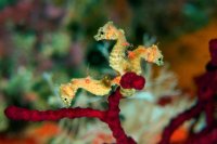 The discovery of pygmy seahorses