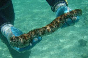 Fancy a sea cucumber for dinner?
