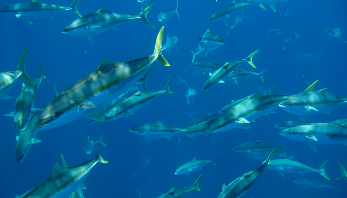 Spearfishing NZ - Newsletter 81 - February 2011
