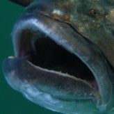 Mulloway "how to bend a spear shaft"