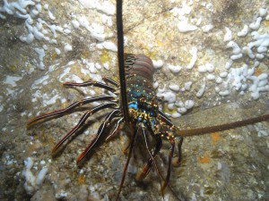 Ornate Crayfish