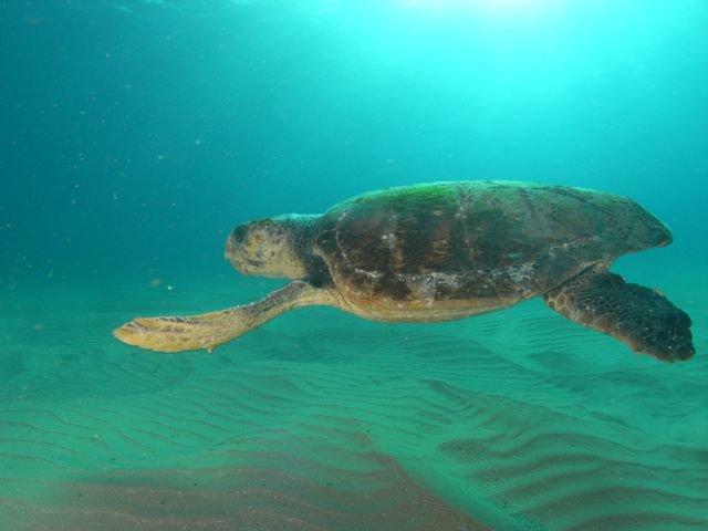 Turtles and Jellys :)
