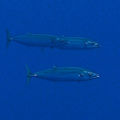 Tree Log FAD 4°12'39S 155° 1'42E