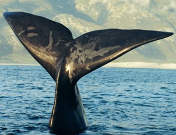 Transitional Whale Species Hunted at Sea, Gave Birth on Land