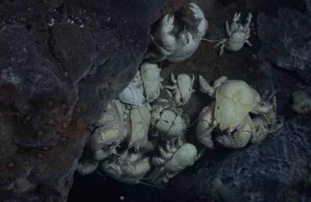 Meet 'The Hoff', a new crab species