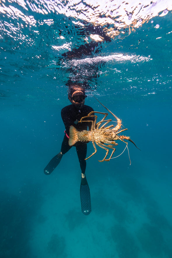 Crayfish and Abalone Collecting