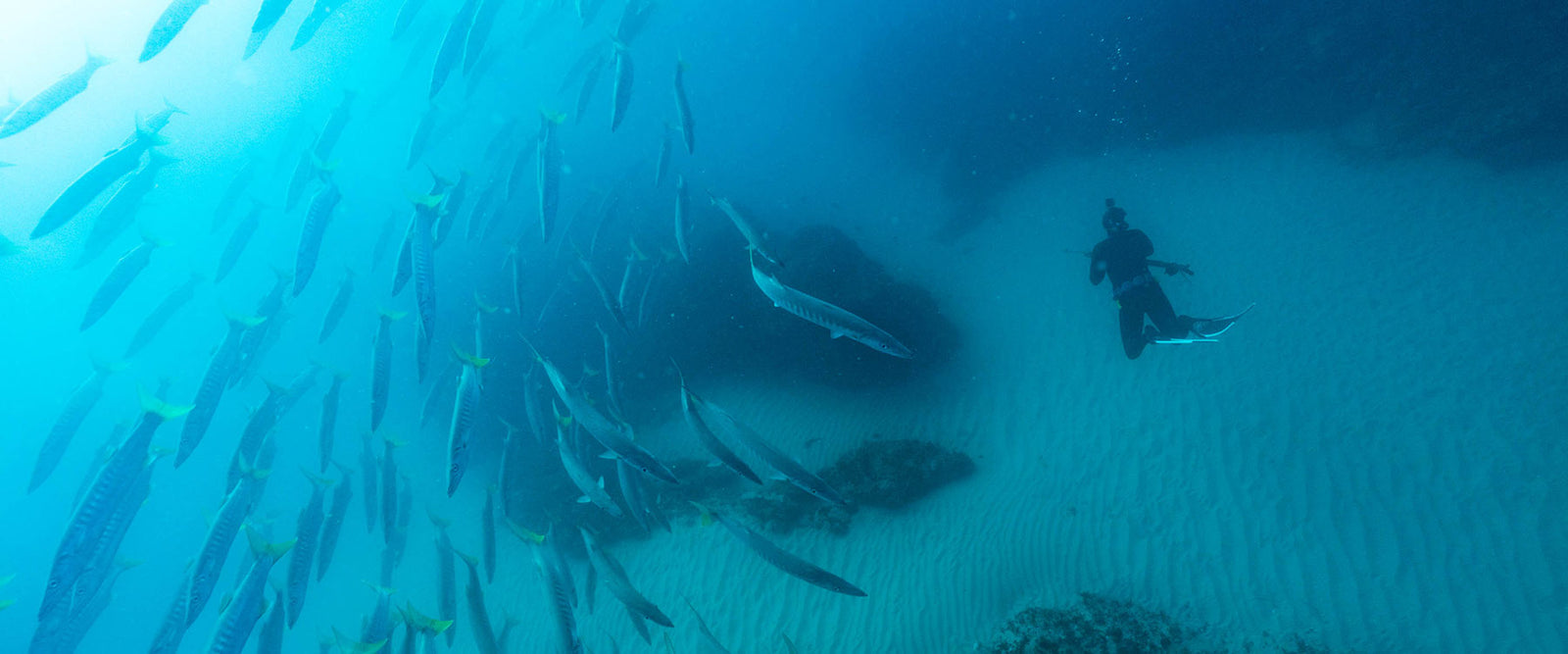 Spearfishing Clearance