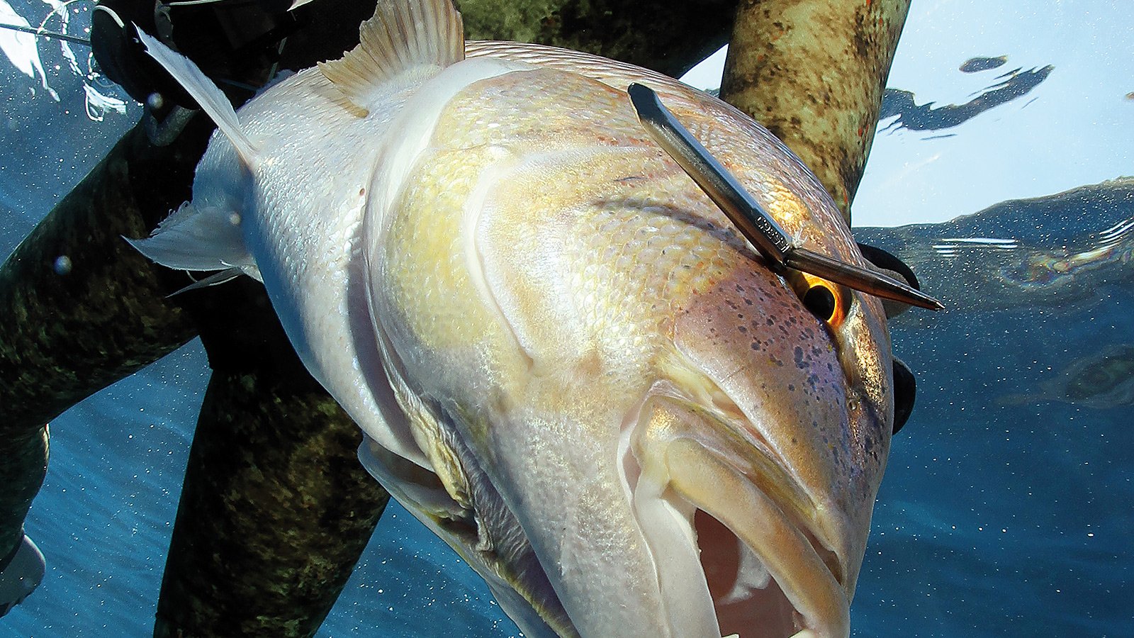 Spearheads & Prangers