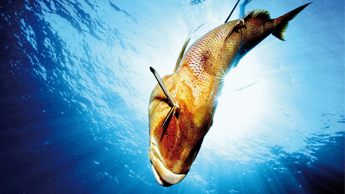 Shaft Accessories | Adreno Outfitters One Stop Shop for Spearo, Free, Scuba and Surfing Goods
