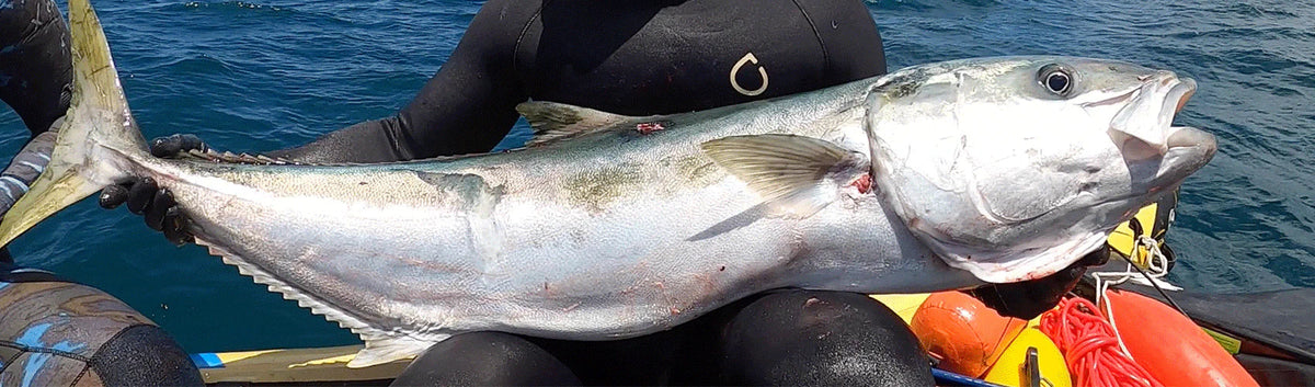 Kingfish Hunting Collection