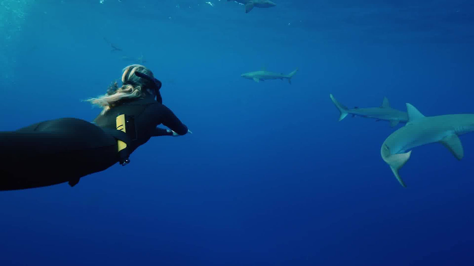 Shark Shield/Ocean Guardian