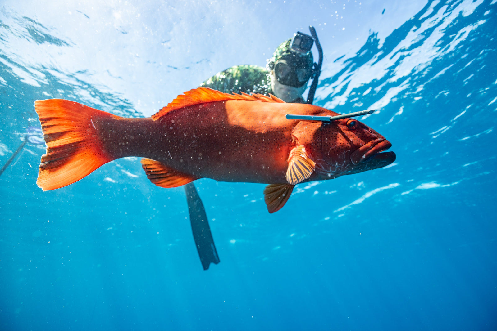Torelli Spearfishing