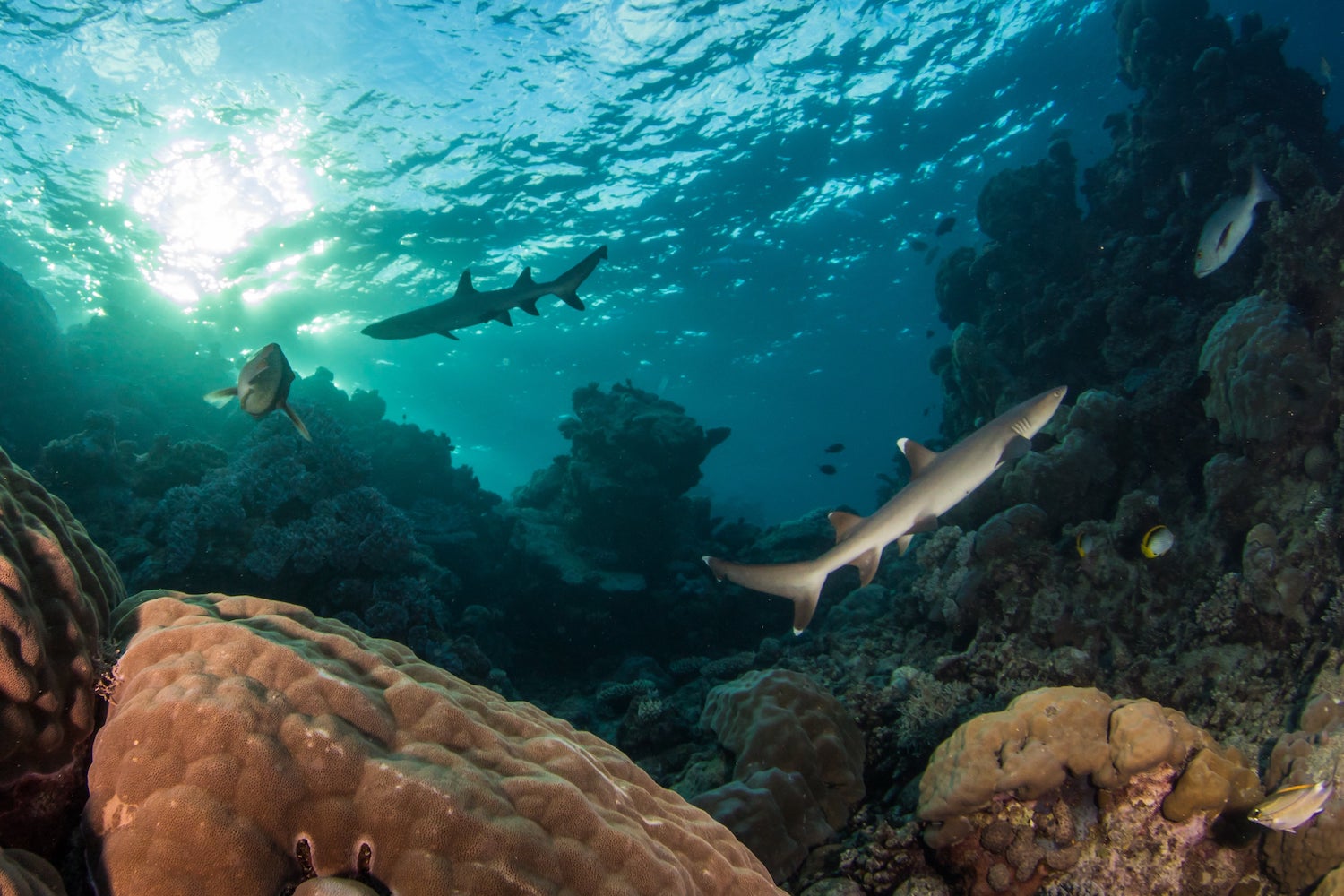Scuba Diving Courses