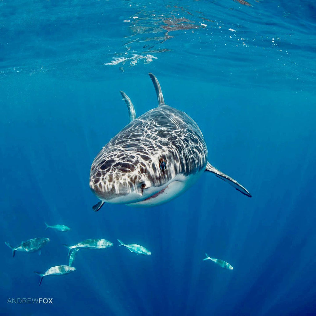 Rodney Fox Great White Shark Liveaboard Trip