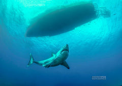 Rodney Fox Great White Shark Liveaboard Trip