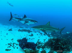 Rodney Fox Great White Shark Liveaboard Trip