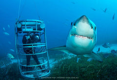 Rodney Fox Great White Shark Liveaboard Trip