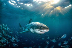 Rodney Fox Great White Shark Liveaboard Trip