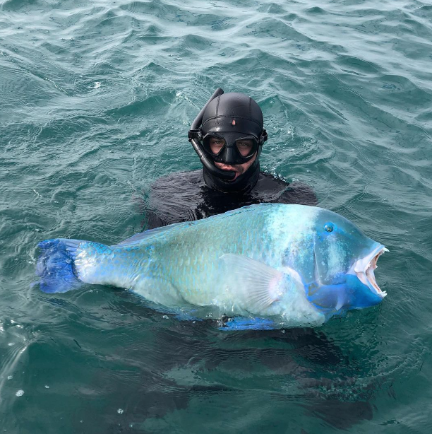Black Spot Tuskfish