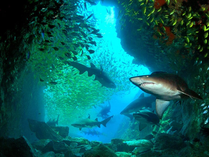 South West Rocks Dive Weekend