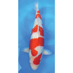 DiveR Composite Blades - Gosanke Koi Soft / Multi