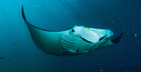 North Stradbroke Island Diving Getaway