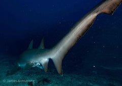 Adreno South West Rocks Scuba Trip