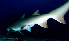 Adreno South West Rocks Scuba Trip