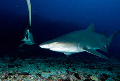 Adreno South West Rocks Scuba Trip