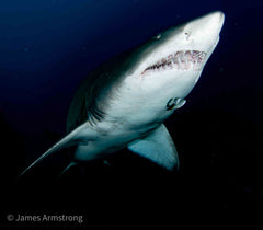 Adreno South West Rocks Scuba Trip