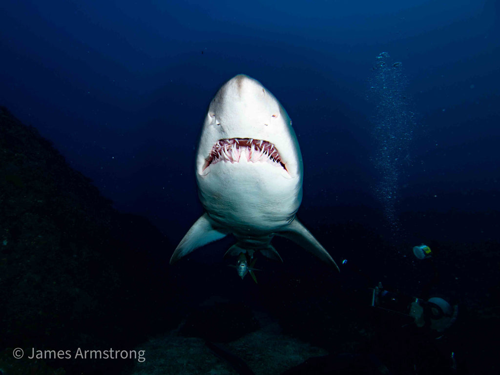 Adreno South West Rocks Scuba Trip