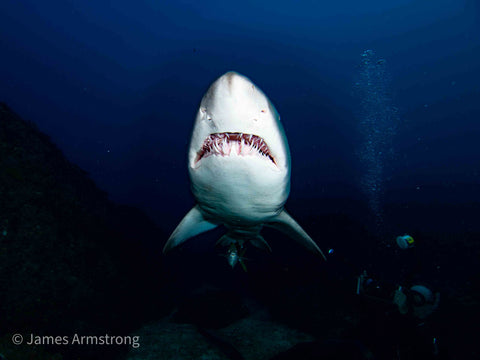 Adreno South West Rocks Scuba Trip