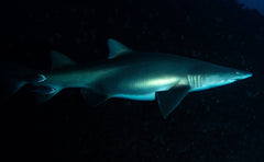 Adreno South West Rocks Scuba Trip