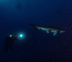 Adreno South West Rocks Scuba Trip